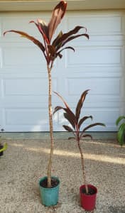 Healthy Potted Cordyline plants 
