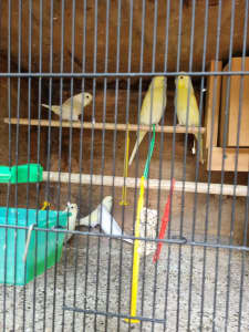 Budgies-baby budgies for sale