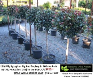 Lilly Pilly Big Red Topiary Feature Plant - Check These Out! Mudgeeraba Gold Coast South Preview