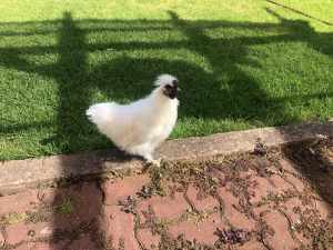 Silkie White Rooster