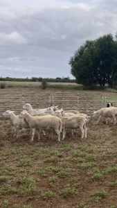 Dorper X wethers for sale