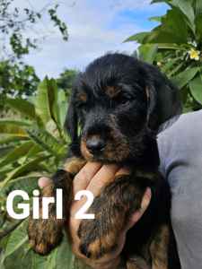 Rottles..Rottweiler x Groodle.. $2000 vaccinated microchipped 