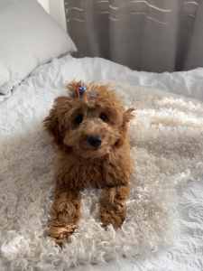 Urgent sale Spoodle puppy girls waiting for you