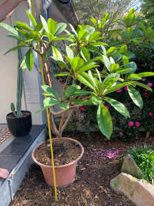 Frangipani plant established
