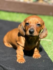Dachshunds ready for new home. Say hello in Point Cook
