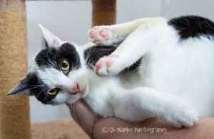 AK2629 : Pongo - CAT for ADOPTION - Vet Work Included