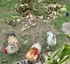 3 Roosters for sale!