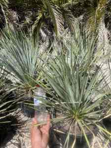 Yucca rostratas available the blue beaked yucca/cactus