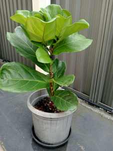 Fiddle leaf fig tree 