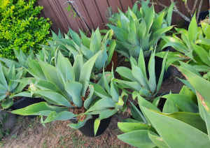 Large Agave plant sale bulk pots various sizes from $20