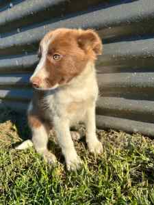 3/4 Border collie x jack russel puppies