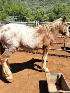 Clydesdale Appaloosa Colt 