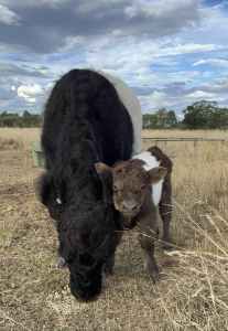 Highland x Galloway bull/steer calf EOI cattle 