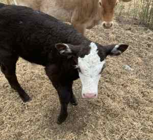 Bottle fed calf, bull, dorpers and goats for sale