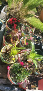 Handpainted pots with plants, plus ur choice of plants. $9 ea.