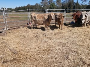 2 Murray Grey cows in calf