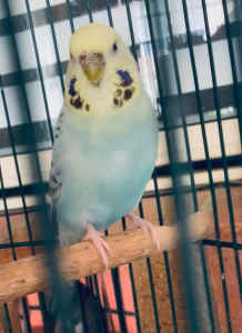 Female Budgie for sale