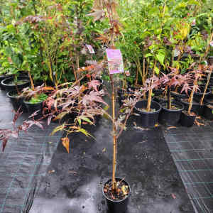 Purple Japanese Maple Acer palmatum atropurpureum Tree in 20cm pot
