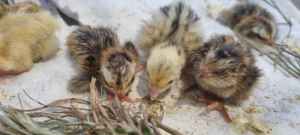 Quail Chicks