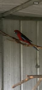 Rosella birds for sale
