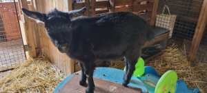 Pygmy Goats for sale