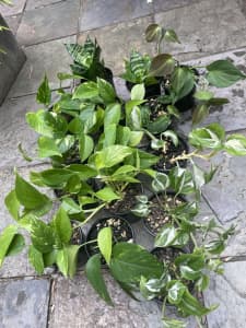 Indoor plants, $10/each, or 3 for $20