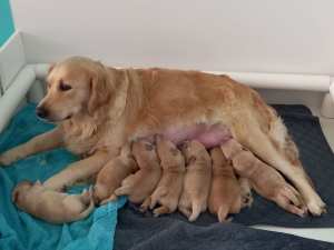 Two Left** Purebred Golden Retriever Female pups with papers