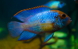 Electric Blue Acara For Sale