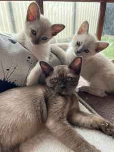 Burmese Kittens Ready 13/20th April (FB beauteous Burmese)