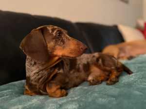 Purebred Miniature Dachshund Puppies For Sale
