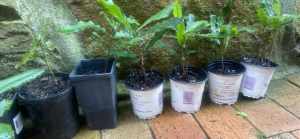 Macadamia nut plants