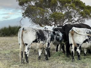 12x PTIC speckle park 1st calf heifers