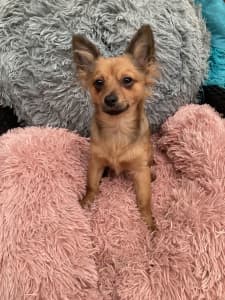 Pomeranian x Chihuahua puppies- fully vaccinated -rare colours 