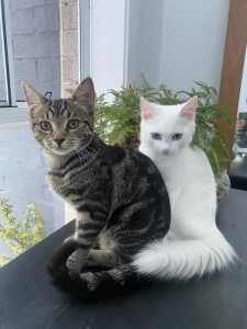Sisters, Donnie and Mouse. Location-Penrith area