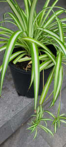 Spider Plant Chlorophytum comosum Vittatum
