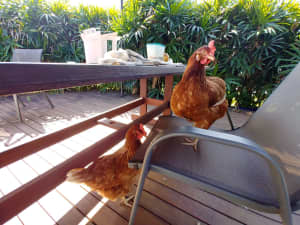 4 chooks and their house