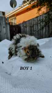 Boys Guinea Pigs looking for forever homes