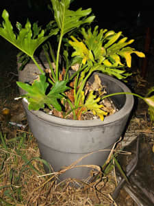 Various Potted Plants