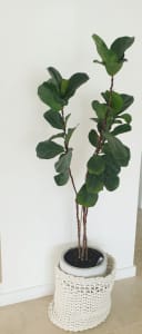 Fiddle leaf fig plant in white pot with coastal linen basket
