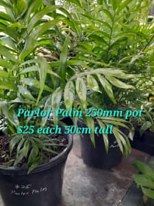🪴🪴Parlor Palm indoor or patio display in 250mm pot, 2pots available.