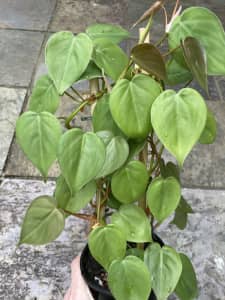 Indoor plant with trellis, philodendron heart leaf