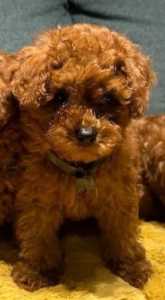 Male and female Apricot Toy Poodle puppies up for sale.
