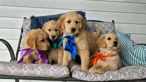 Golden retriever puppies 