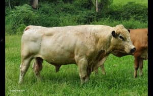 Registered Speckle Park Bull and Speckle Park heifers