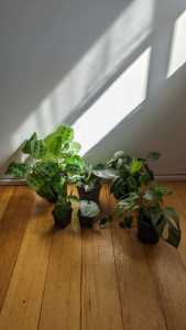 Bulk indoor plants (15 plants)