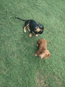 two miniature dachshund puppies 