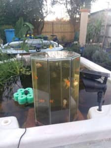 Rescue Rehome cold water , gold fishes
