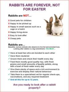 Please do not buy a rabbit this Easter.