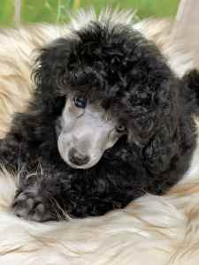 SILVER PURE TOY POODLE PUP only 1 left 💙