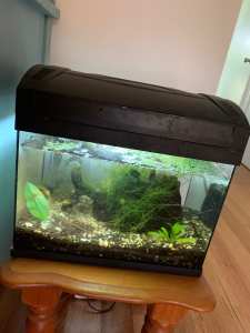 Small Complete Fish Tank